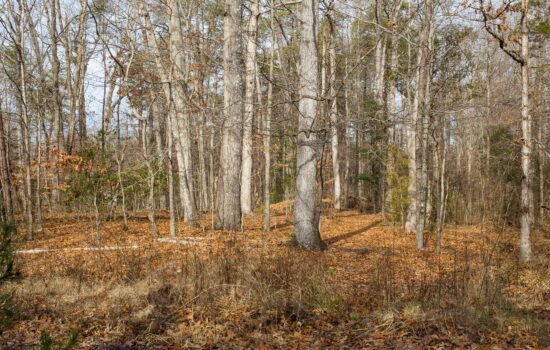 Wooded Lot with Electricity & Road Frontage near Great Bend Park